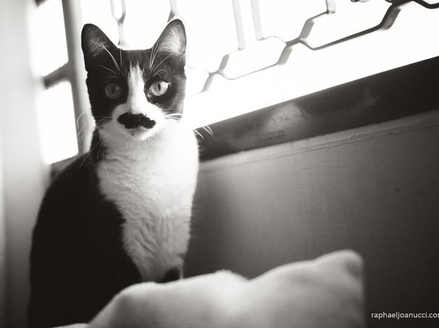 Pré Casamentos de Natália + Paula