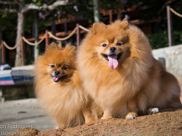 Animais  de ANIMAIS DIVERSOS