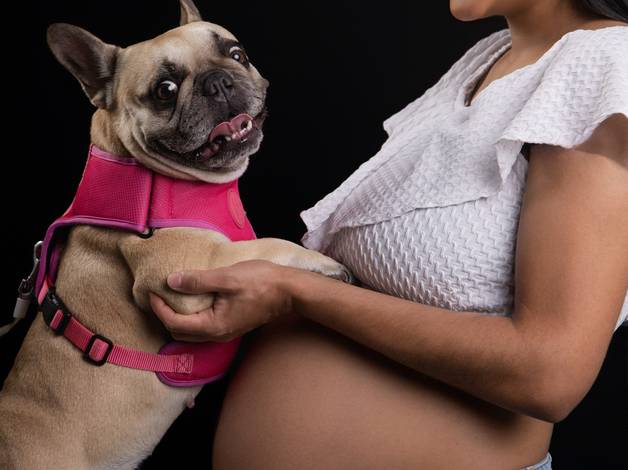 Gestante Estúdio de O IRMÃO DE QUATRO PATAS JÁ  AMA ESSE BEBÊ