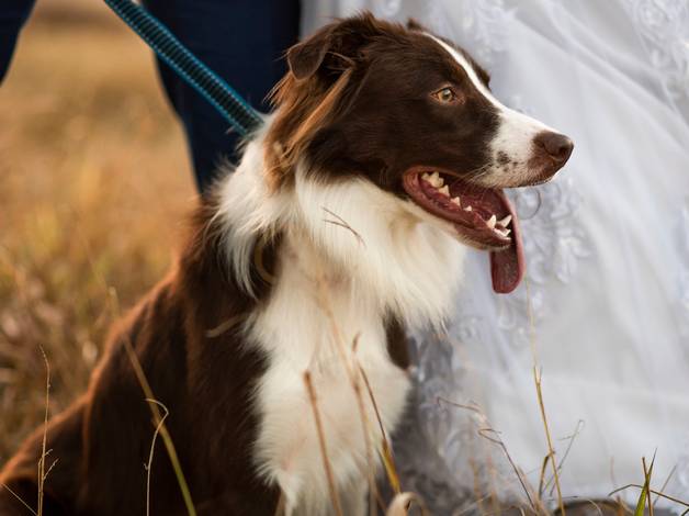 Casamentos de Pós Wedding Amanda + Breno