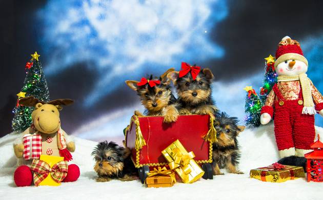 PET PHOTO de PET PHOTO