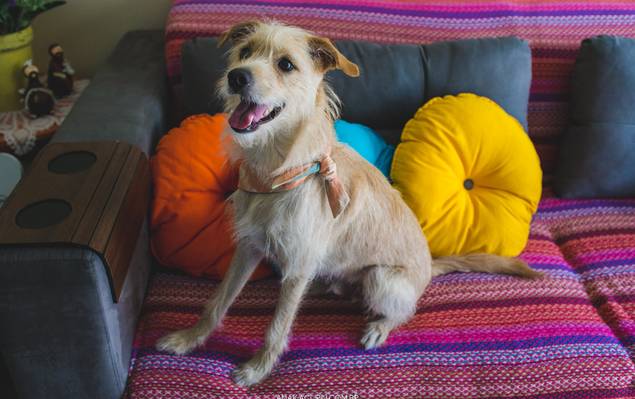 Gestação de Esperando Lucas e Pedro