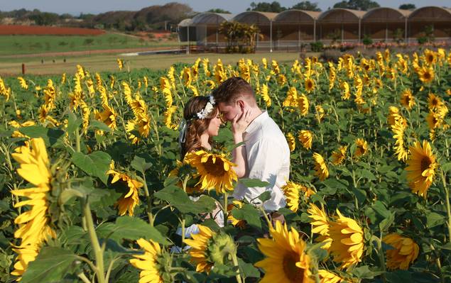 Pré Wedding de Pré Wedding - Karol e Lucas - Holambra