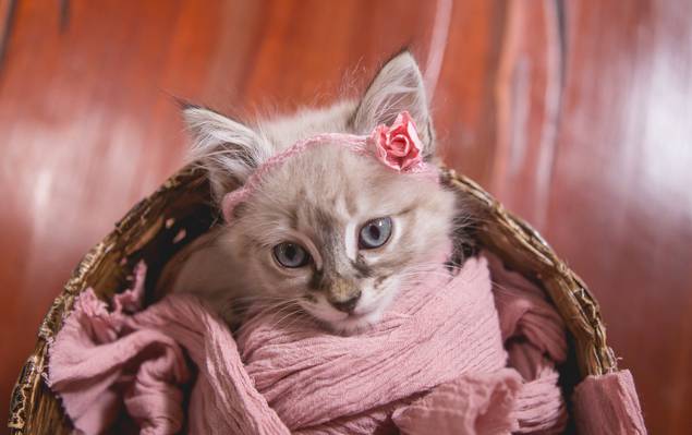 Pets de Mia - newborn pet