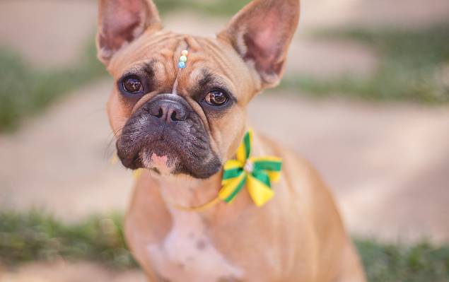 Pets de Arya - 1 ano