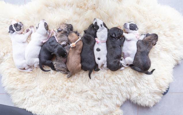 Pets de Ninhada da Maggie - Newborn pet