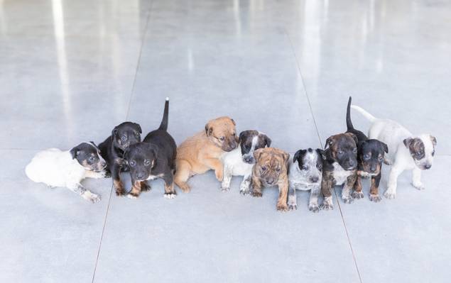 Pets de Maggie's Puppies - 1 mês 