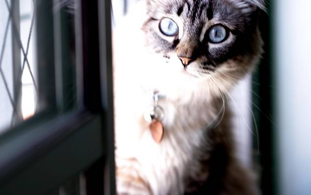 Pets de Mia 