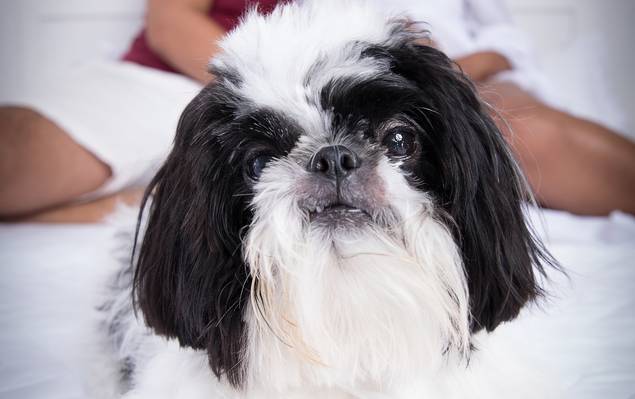 Gestante de A doce espera de Lavínia