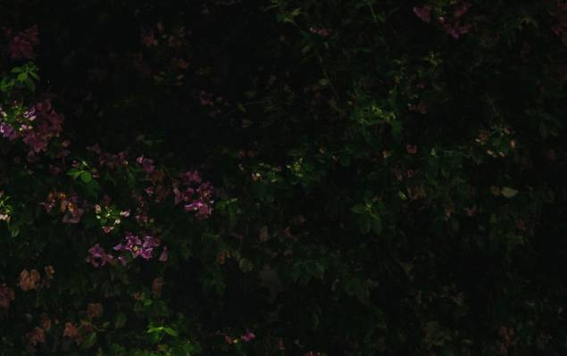 Casamento de Wedding | Tharcilla e Jefferson