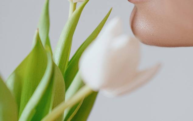 Telas de Tulipa - Contemplação