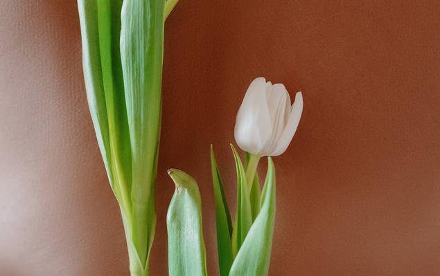 Telas de Tulipa - Equilibrio