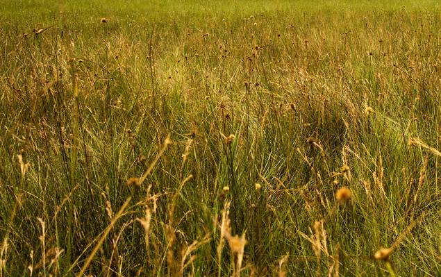 Telas de Capim Dourado - Plantação