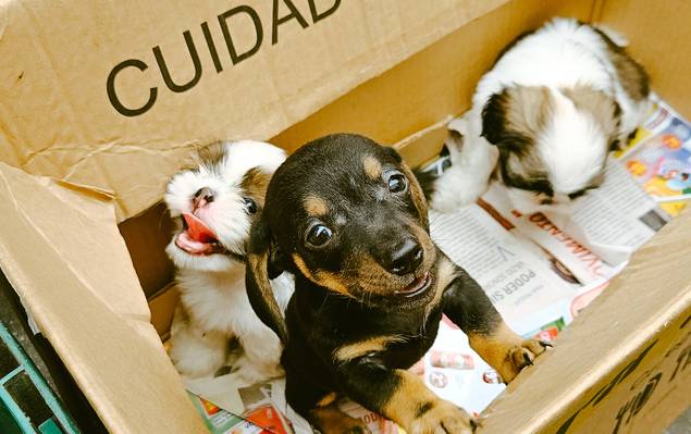 Feiras de Feira de Caxias