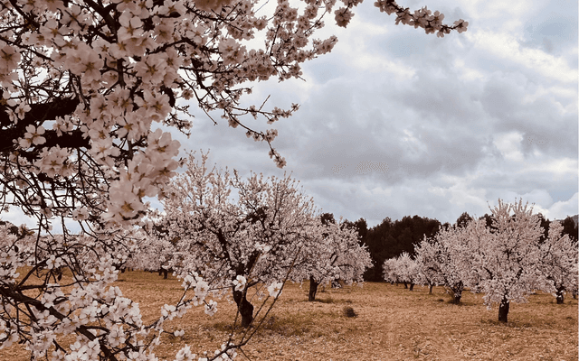 Floración de Almendros en Murcia