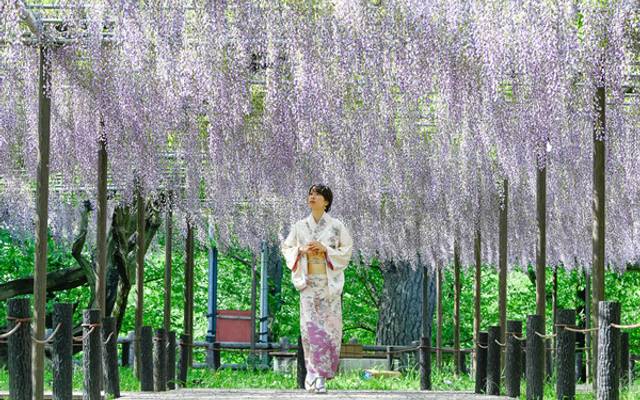 Espetáculo das Glicínias no castelo de Okazaki.
