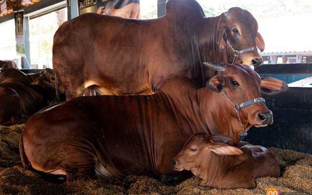 Produtora de Vídeo e Fotografia AGRO - AGE Brasil - ExpoZebu 2022