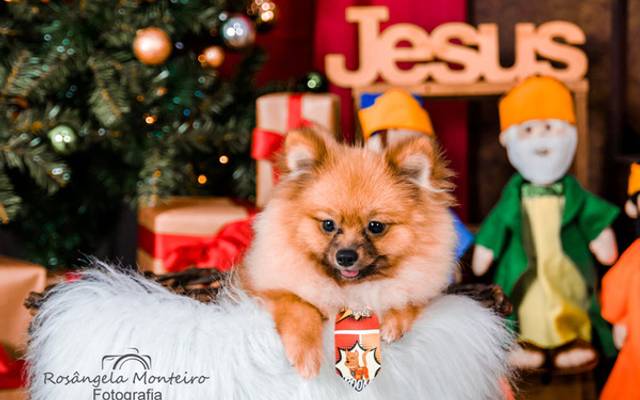 Ensaio de Natal com Pet - Estúdio fotográfico com Cenário em Cuiabá
