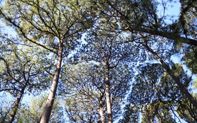 Ensaios Externos Em Bauru (Locais Gratuitos)