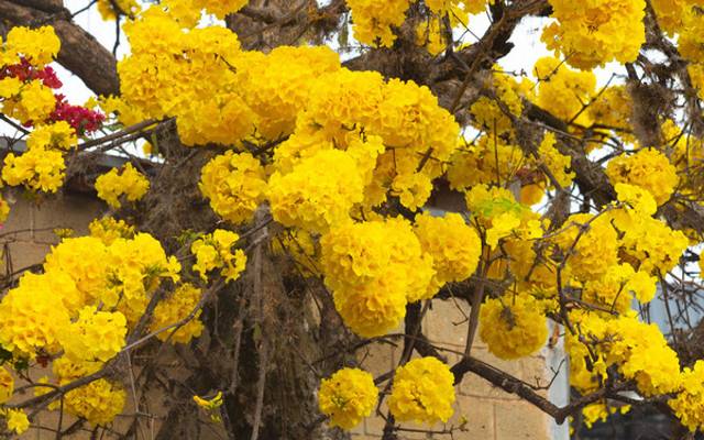 Definitivamente os ipês são flores maravilhosas
