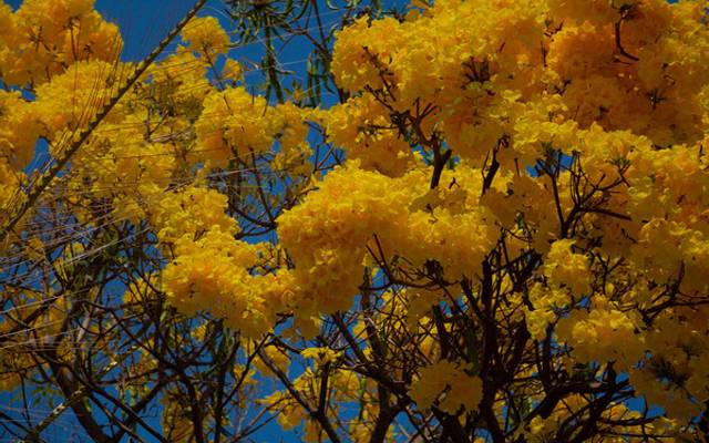 A exuberância do Ipê Amarelo