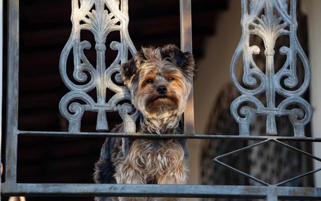 Fotos de flores e animais