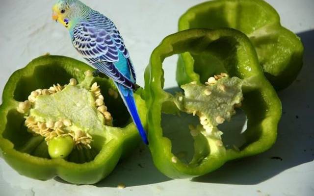 O que o periquito pode comer 