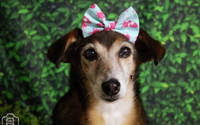 Dicas para fotografar pets