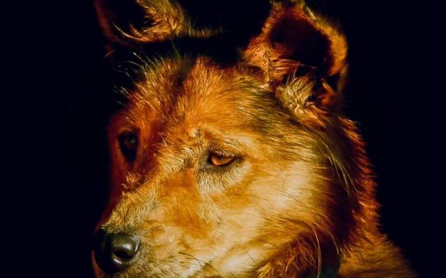 Honrar a existência do nosso bicho de estimação é um gesto de amor, carinho e gratidão. Eles não são apenas animais