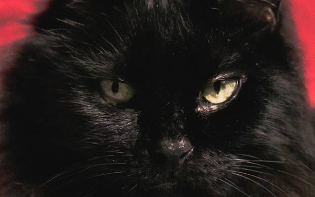 Fotografia Documental e Afetiva - Ensaio Pet no Rio de Janeiro