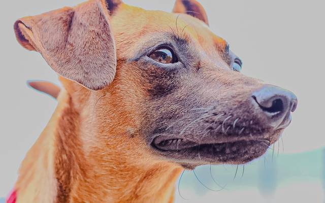 Mensagem de Ano Novo