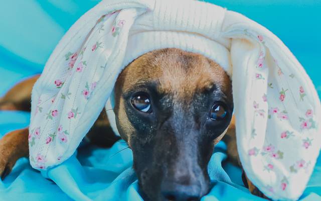 Fotografia Pet no RJ: Amor, Conexão e Memórias Reais