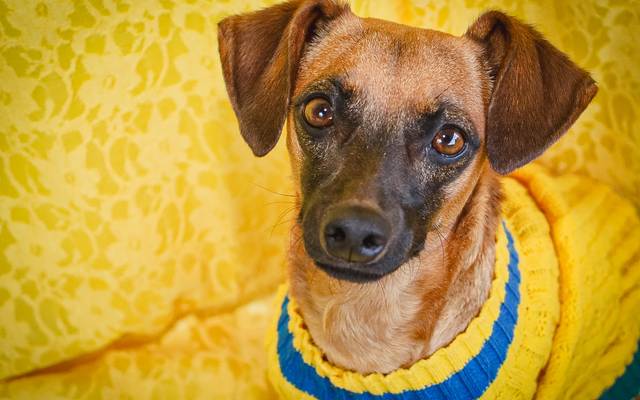 🇧🇷🐾 Copa do Mundo também é tempo de torcida, alegria e momentos inesquecíveis... e quem disse que os nossos pets precisam 