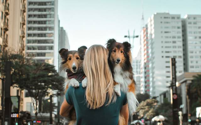 Todos os ensaios pet da Aurora em São Paulo