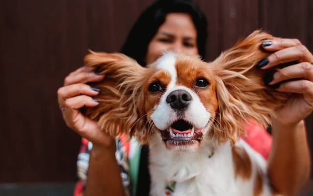 Minhas experiências na mídia com a Fotografia Pet