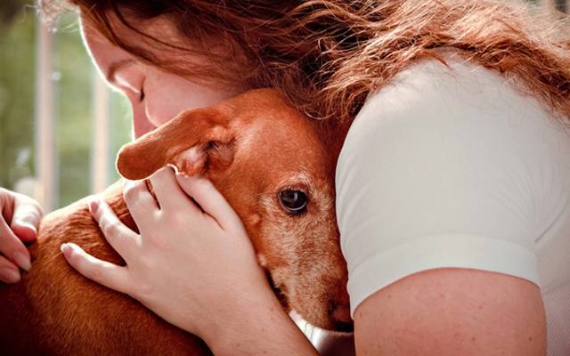 Dog Photographer of the Year: A conquista que levou minha fotografia pet para o mundo