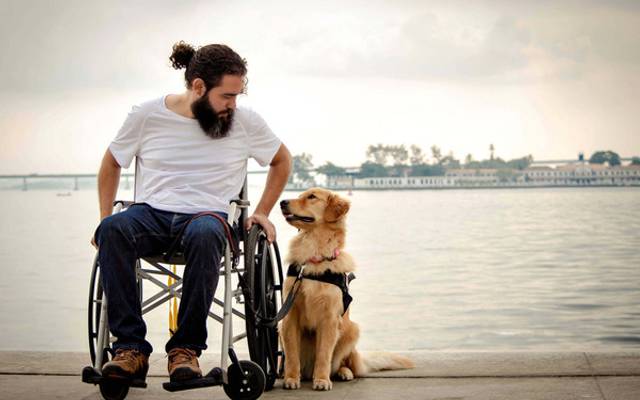 Dog Photographer of the Year: Menção especial com cães de assistência na fotografia pet