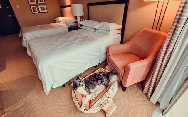 Por que investir em fotografia profissional para hotéis pet friendly?