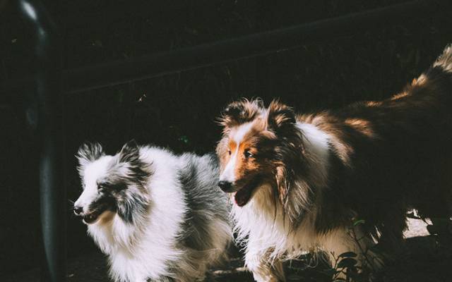Todo ano eu volto para São Paulo para fotografar cães. Existe um motivo.