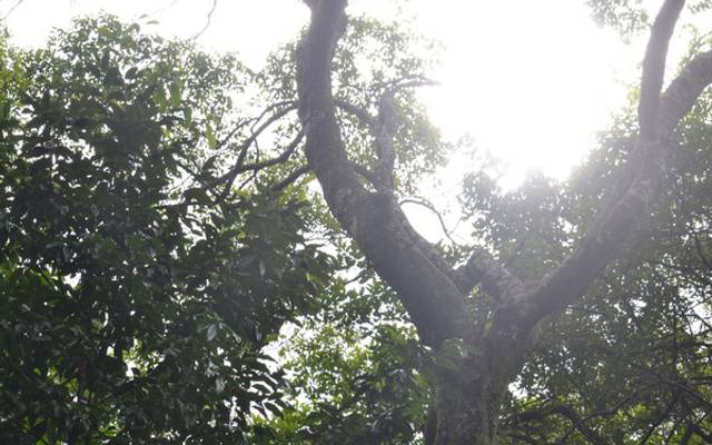 Biodiversidade do Zoológico do Parque do Sabiá