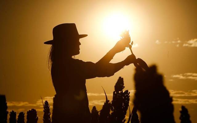 Barreiras-Ba: onde o agronegócio encontra o mercado imobiliário em expansão