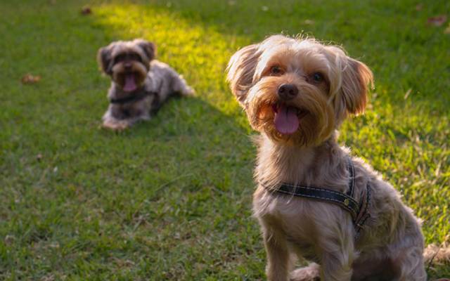 Como é fotografar Pets?
