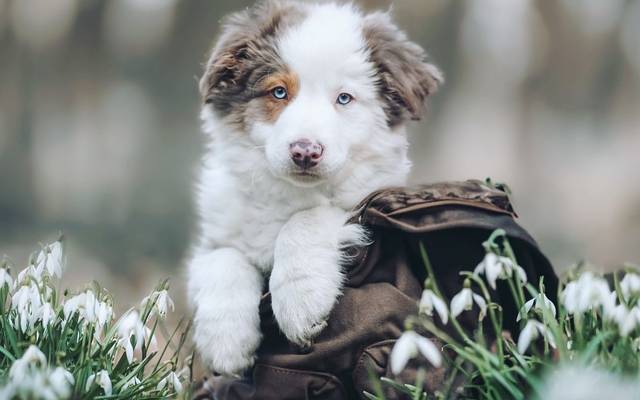 Como Tirar Fotos Incríveis de Seu Cachorro em Casa: Dicas e Truques