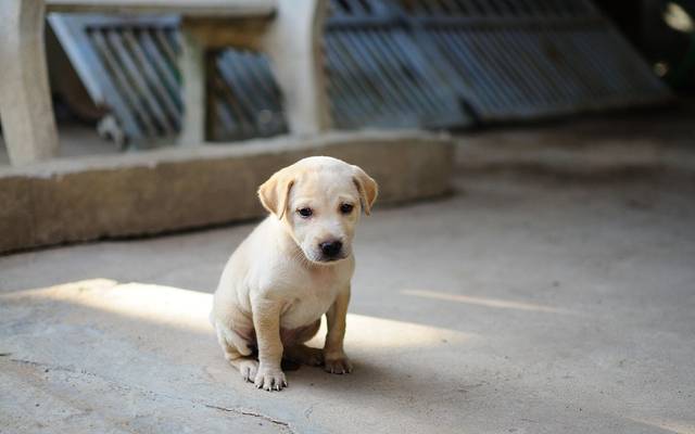 Dog Age in Human Years Calculator – Know Your Dog’s True Age