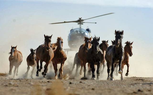 Fotografia Equina: Capturando a Força e o Amor dos Cavalos em Competição e no Dia a Dia