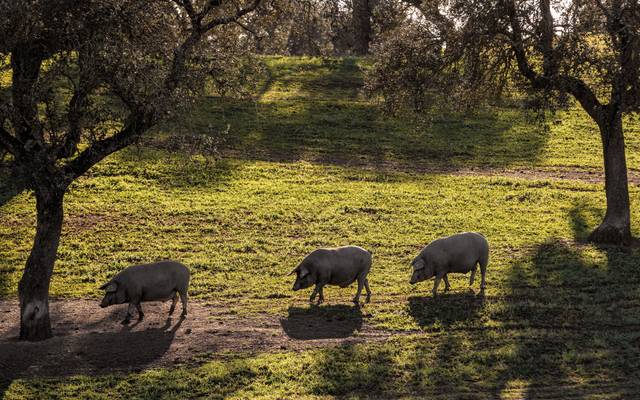 A Gastronomia do Porco
