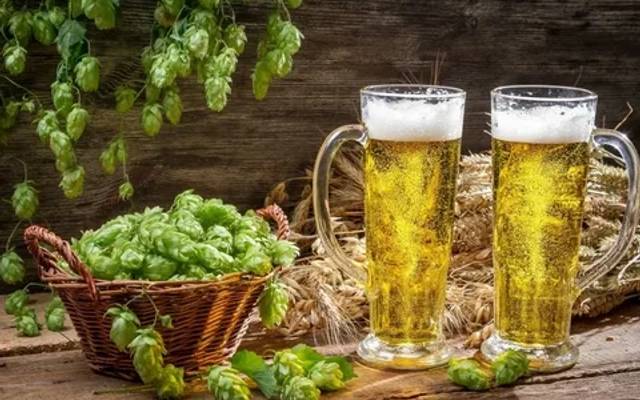 Beer Adjuncts Market Size, Growth Status and Latest Application - 2031