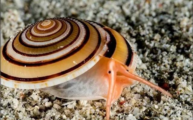 Molluscs Market Segment and Growth by Forecast 2030
