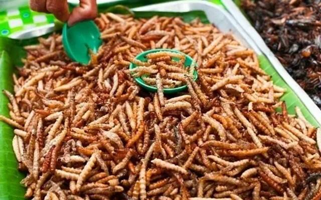 Edible Insect for Animal Feed Market Recent Trends And Growth By Forecast To 2030