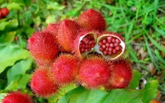 Annatto Market Recent Trends And Growth By Forecast To 2030